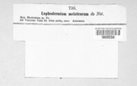 Lophodermium melaleucum image